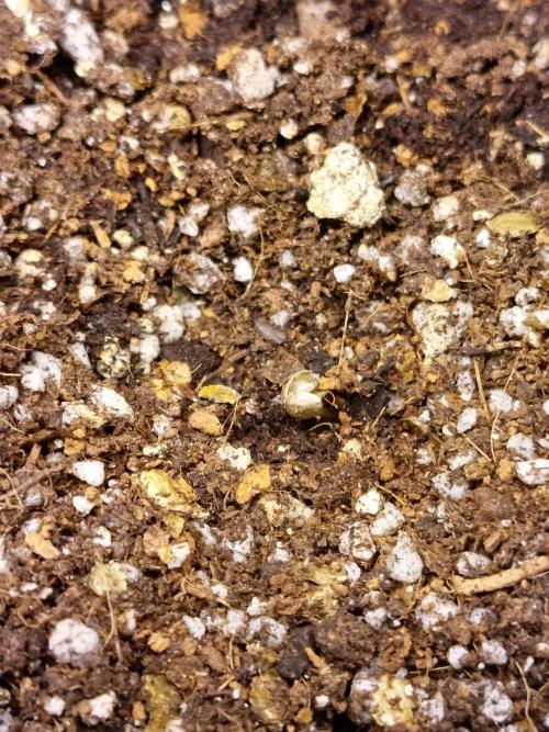 Gummibear auto. Week 0