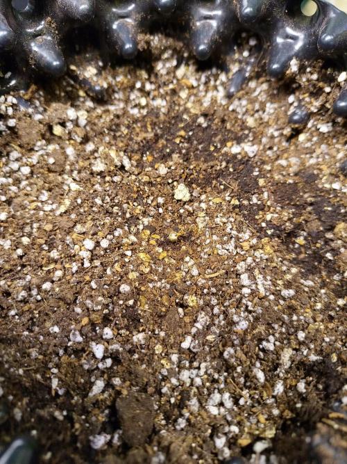 Gummibear auto. Week 0