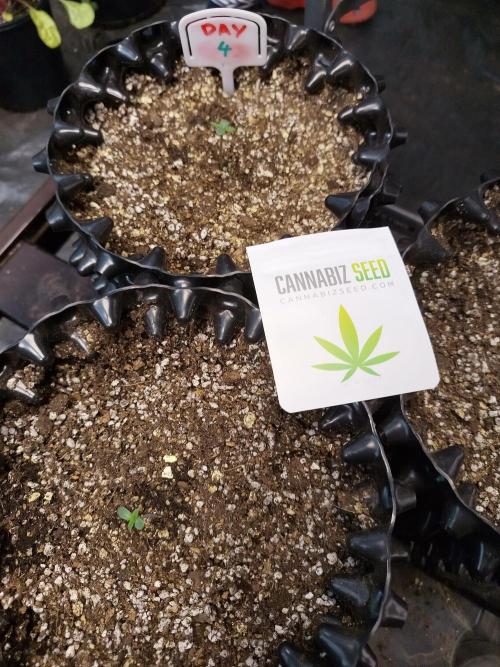 Gummibear auto. Week 0