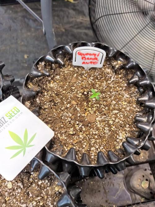 Gummibear auto. Week 0