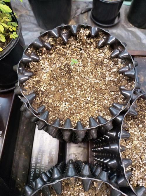 Gummibear auto. Week 0
