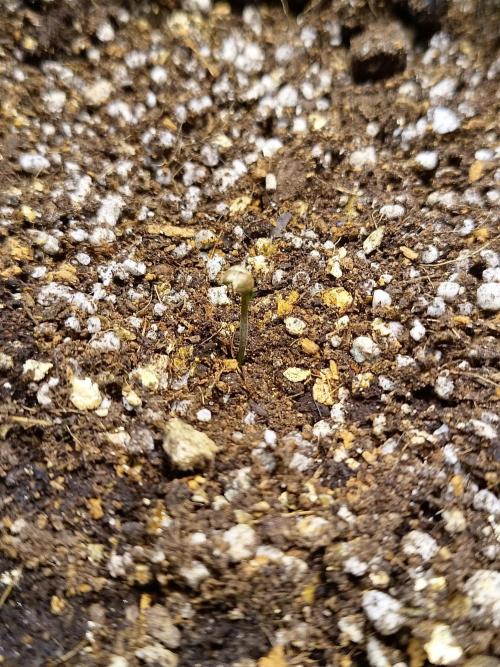 Gummibear auto. Week 0