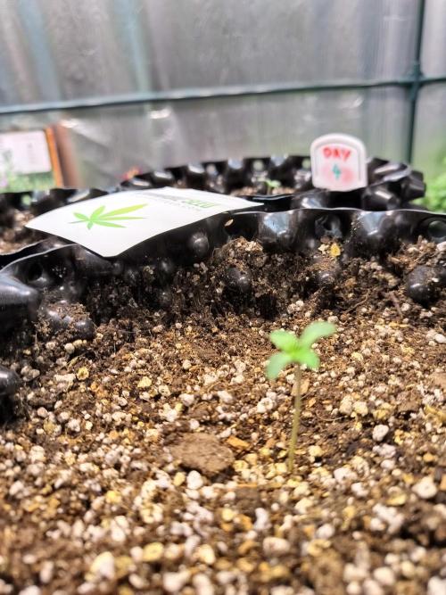 Gummibear auto. Week 0