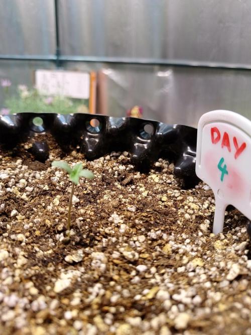 Gummibear auto. Week 0