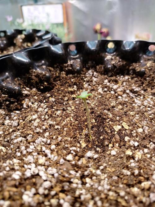 Gummibear auto. Week 0