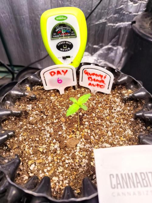 Gummibear auto. Week 0