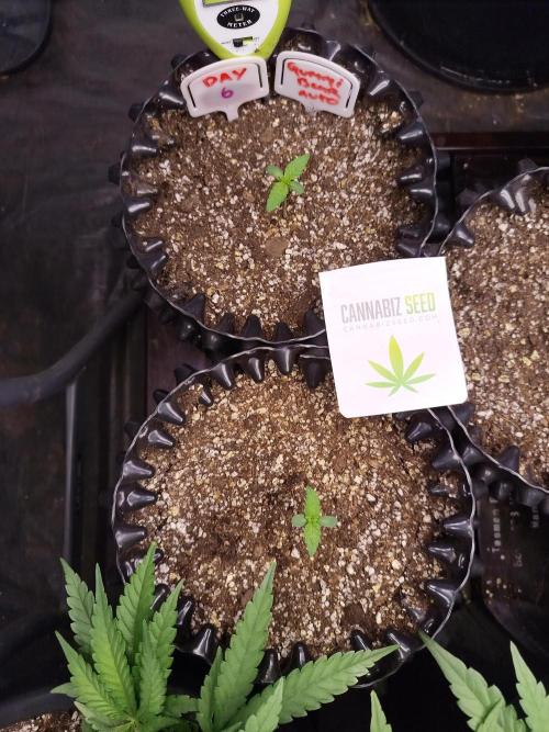 Gummibear auto. Week 0