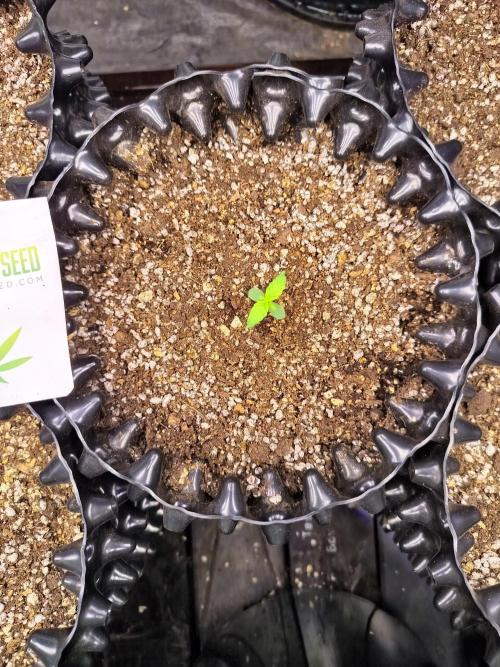 Gummibear auto. Week 0