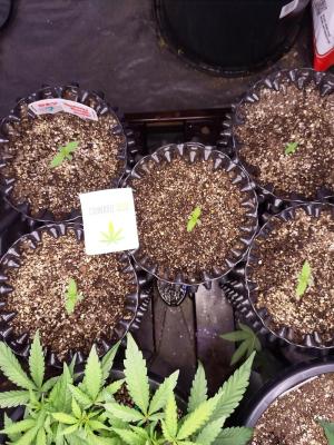 Comment by GreenhouseGrows-s4w photo #1