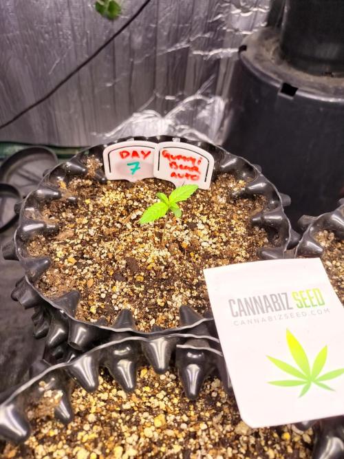 Gummibear auto. Week 0