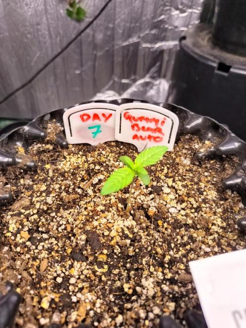 Gummibear auto. Week 0