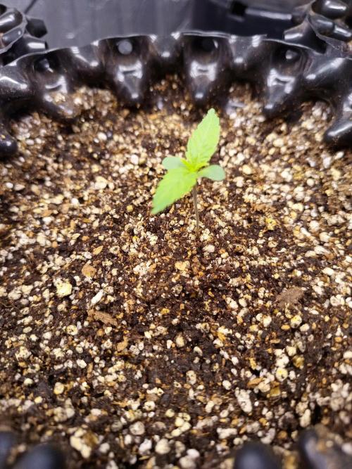 Gummibear auto. Week 0
