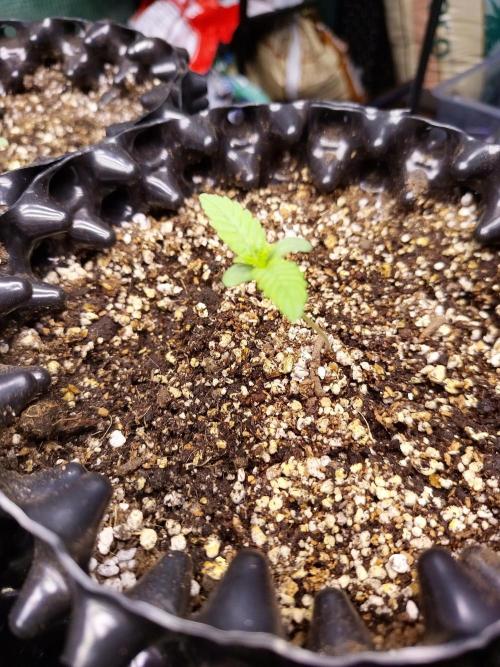 Gummibear auto. Week 0