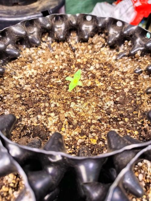 Gummibear auto. Week 0