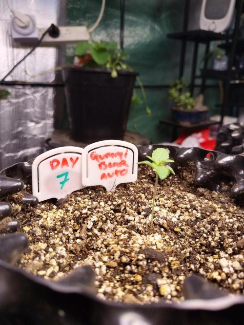 Gummibear auto. Week 0