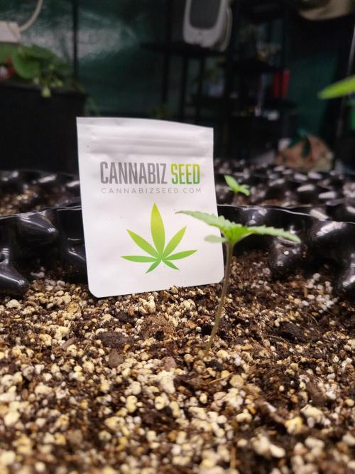 Gummibear auto. Week 0