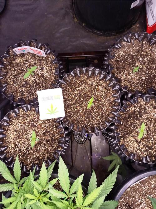 Gummibear auto. Week 0