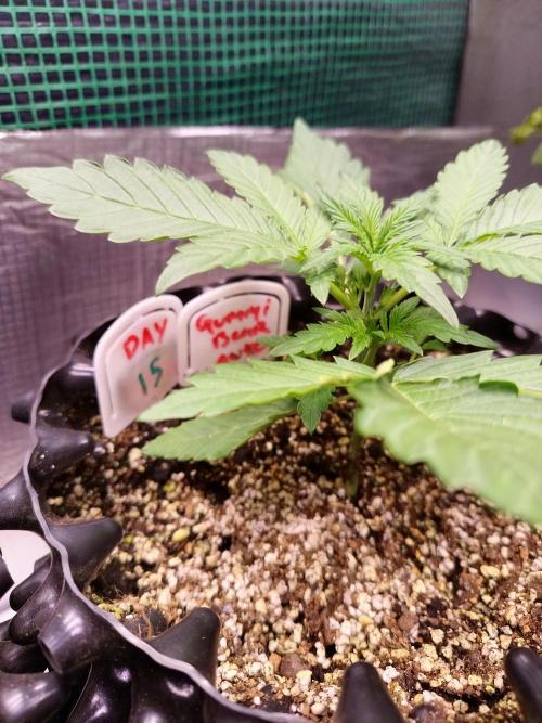 Gummibear auto. Week 1