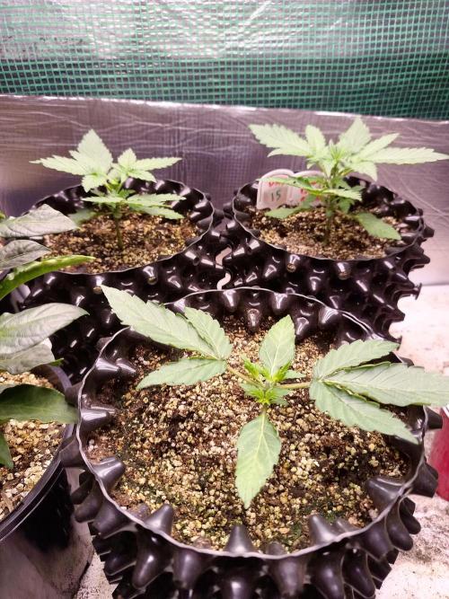 Gummibear auto. Week 1