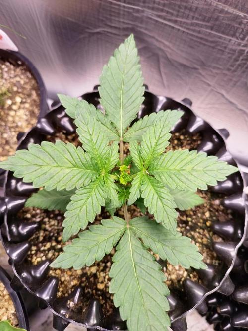 Gummibear auto. Week 1
