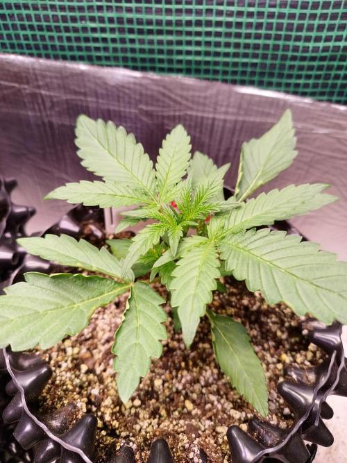 Gummibear auto. Week 1