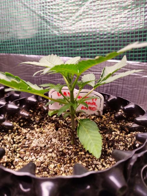Gummibear auto. Week 1