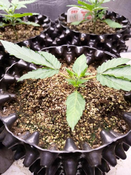 Gummibear auto. Week 1