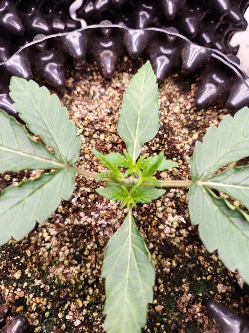 Gummibear auto. Week 1