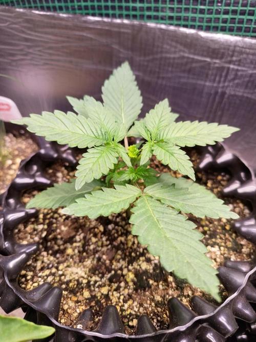 Gummibear auto. Week 1