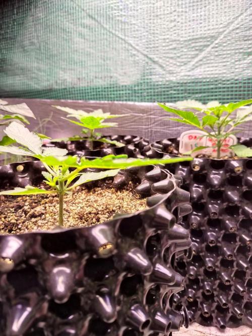 Gummibear auto. Week 1