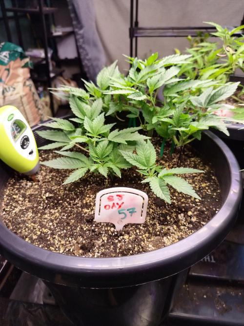 Sleepy Joe Grow. Week 8