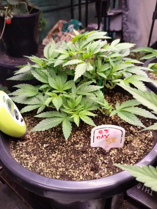 Sleepy Joe Grow. Week 8