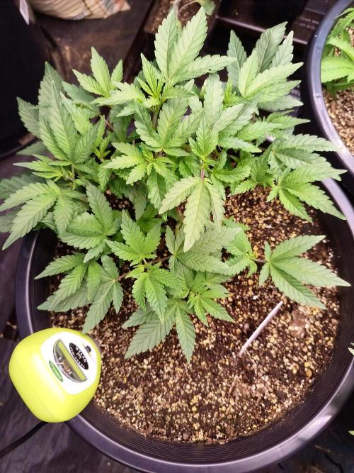 Sleepy Joe Grow. Week 8