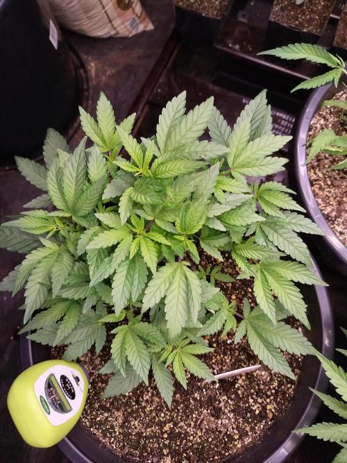 Sleepy Joe Grow. Week 8