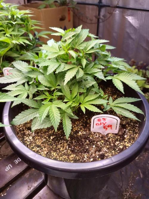 Sleepy Joe Grow. Week 8