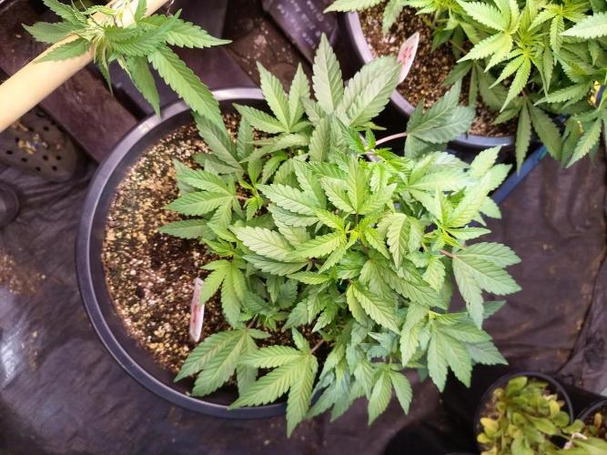 Sleepy Joe Grow. Week 8
