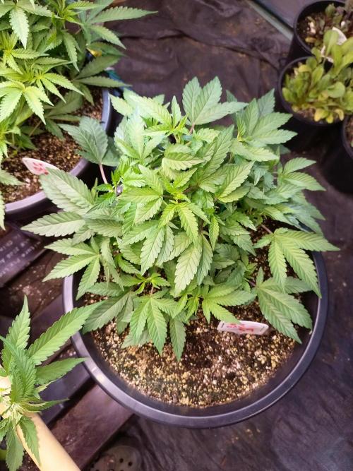 Sleepy Joe Grow. Week 8