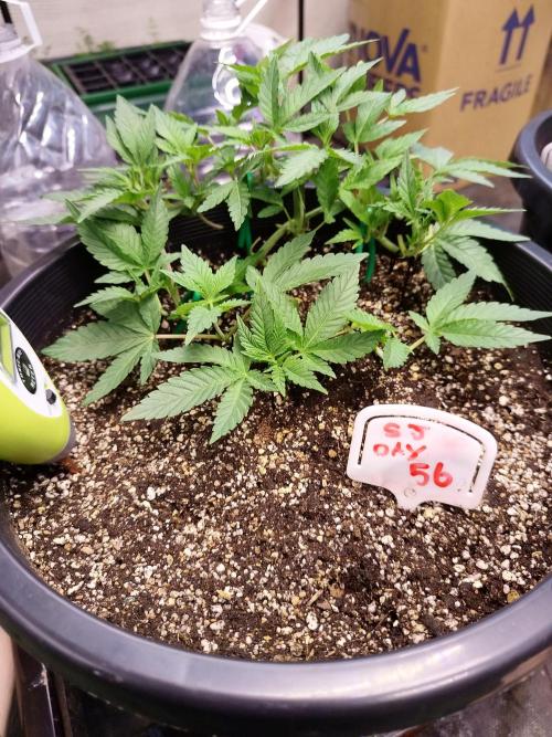 Sleepy Joe Grow. Week 8