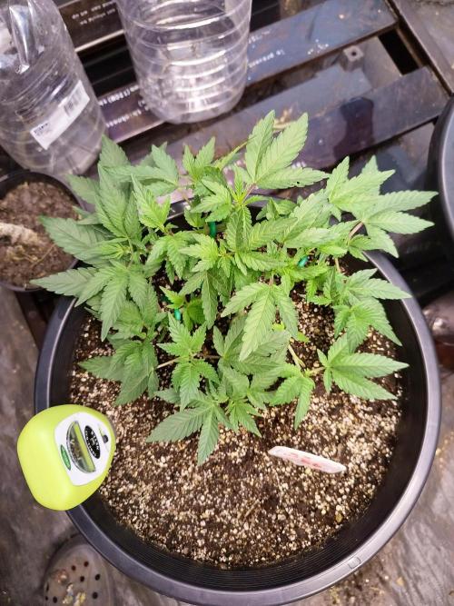 Sleepy Joe Grow. Week 8