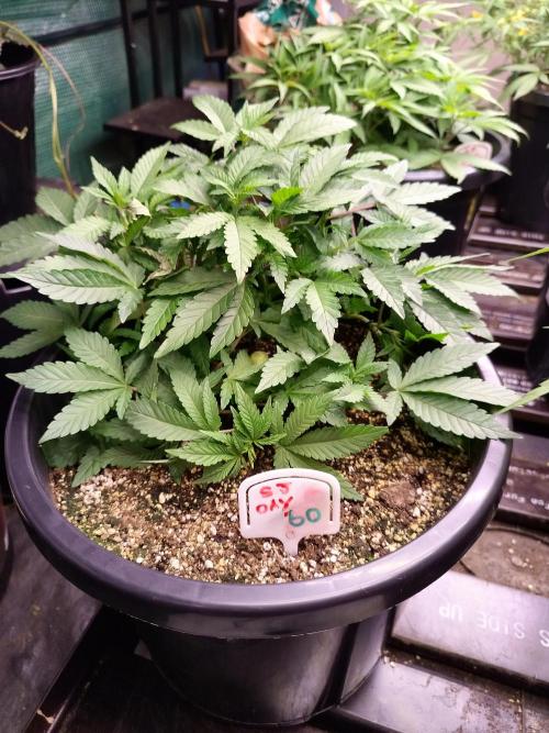 Sleepy Joe Grow. Week 8