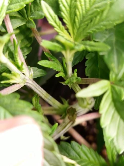 Sleepy Joe Grow. Week 8