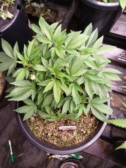 Sleepy Joe Grow. Week 8