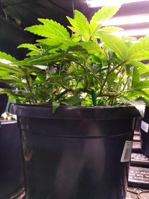 Sleepy Joe Grow. Week 8