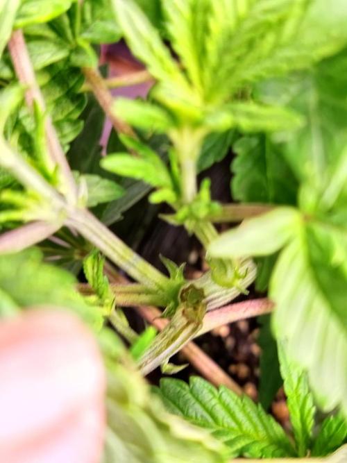 Sleepy Joe Grow. Week 8