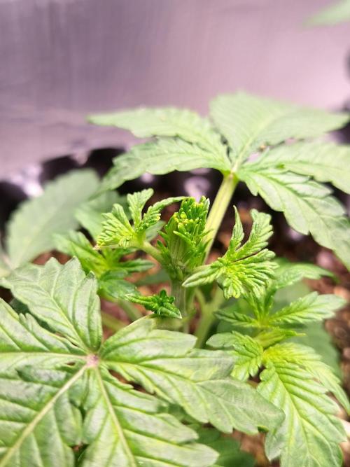Gummibear auto. Week 2