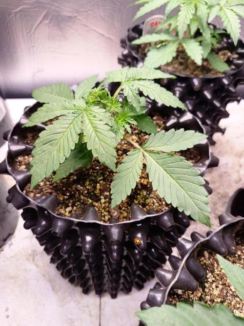 Gummibear auto. Week 2
