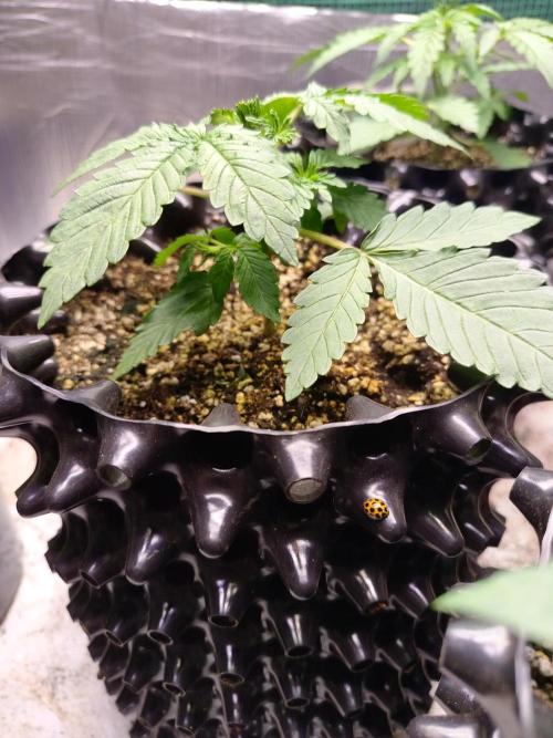 Gummibear auto. Week 2