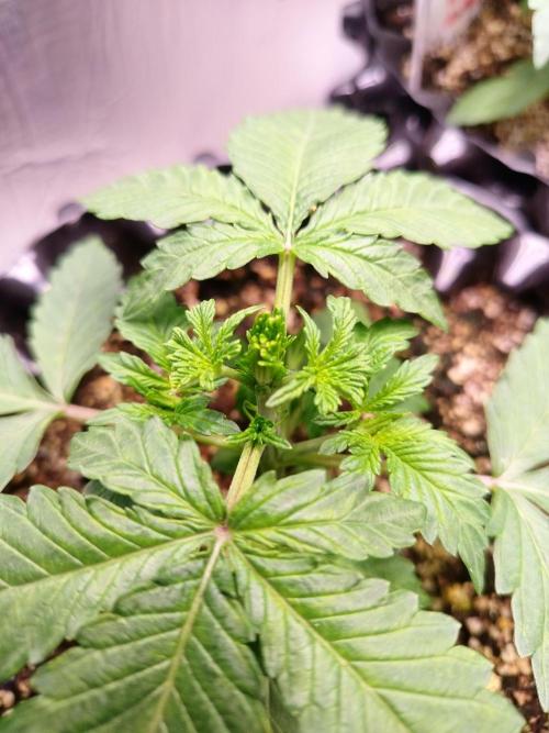 Gummibear auto. Week 2