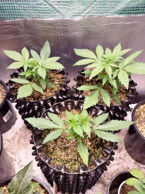 Gummibear auto. Week 2