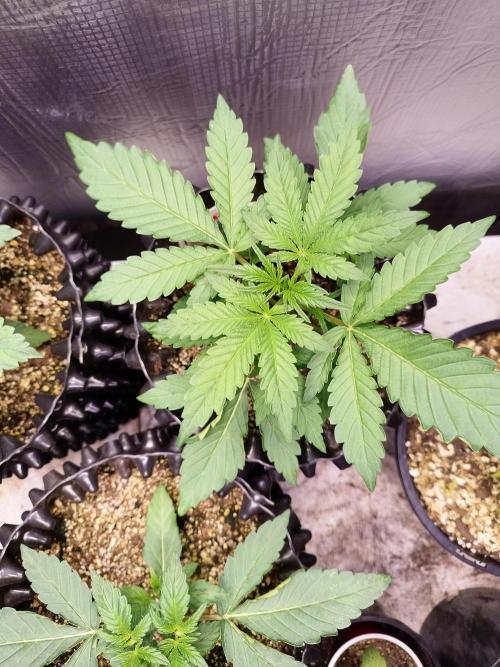 Gummibear auto. Week 2